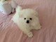 Chiots Spitz Nain à donner 