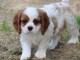 Magnifique chiots cavaliers king Charles