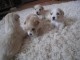 Donne contre bon soins Magnifiques chiots bichon frise lof 