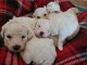 Donne contre bon soins Magnifiques chiots bichon frise lof