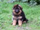 chiot berger allemand