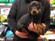 Chiot Dobermann adorable