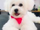 Chiot Bichon frise Sympa