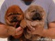 Chiots chowchow a donner