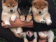 superbes chiots shiba inu