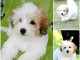 Chiot Coton de Tulear