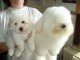 Chiot Coton de Tulear