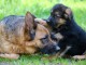 chiot berger allemand