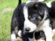 Chiots Border Collie adorable