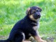 chiot berger allemand