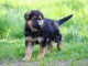 chiot berger allemand