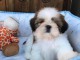 Chiots male et femelle shih tzu a donner