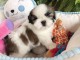 Chiots male et femelle shih tzu a donner