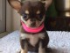 chiot chihuahua Adorable