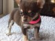 chiot chihuahua Adorable