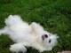 chiots havanese a donner