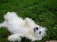 chiots havanese a donner 