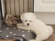 Deux chiots bichon maltais mâle et femelle a donner