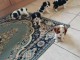 Offre adorable chiots type Cavalier King Charles