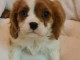 Offre adorable chiots type Cavalier King Charles