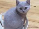 A donner chatons british shorthair