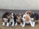 5 CHIOTS BEAGLE LOF A DONNER 