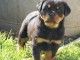 Chiots Rottweiler Adorable