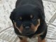 Chiots Rottweiler Adorable