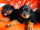 Chiots Rottweiler Adorable