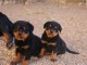 Chiots Rottweiler Adorable