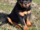 Chiots Rottweiler Adorable