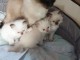 chatons sacre de birmanie disponible pour noel
