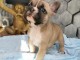 A donner magnifique chiot mâle et femelle Bouledogue français.