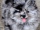 Superbes chiots type Spitz  Nain