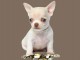 propose  chiots chihuahua