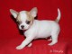 propose  chiots chihuahua