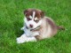 chiot husky sibérien disponible pour Noel