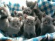 3 Bb Chatons Chartreux Disponibles