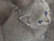 3 Bb Chatons Chartreux Disponibles