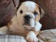 magnifiques Chiots Bouledogue Anglais LOF