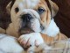 magnifiques Chiots Bouledogue Anglais LOF