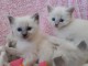 CHATONS SACRE DE BIRMANIE LOOF