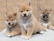 Shiba Inu de pure beauté