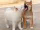 Shiba Inu de pure beauté