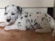 Chiots Dalmatien Adorable