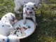 Chiots Dalmatien Adorable