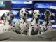 Chiots Dalmatien Adorable