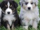 superbes Chiots BERGER AUSTRALIEN