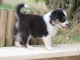 SUPERBES CHIOTS BERGER AUSTRALIEN