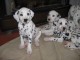 Chiots Dalmatien Adorable